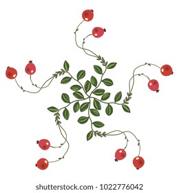 Isolated vector illustration. Round floral mandala or star made of five twigs of cranberry.