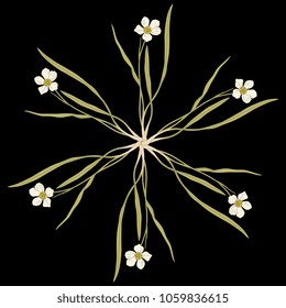 Isolated vector illustration. Round floral decor made of six Ranunculus flowers. (Ranunculus Pyrenaeus). On black background. Beautiful floral icon, texture, decor.