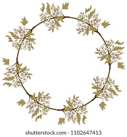 Isolated vector illustration. Round floral frame with branches of hawthorn blossom. Ornate vintage style.