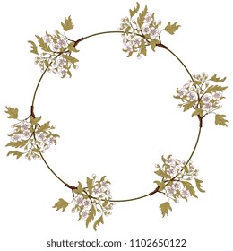 Isolated vector illustration. Round floral frame with branches of hawthorn blossom. Ornate vintage style.