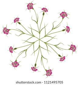 Isolated vector illustration. Round floral star or mandala made of Corn Cockle plants. Agrostemma Githago.