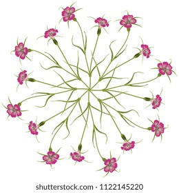 Isolated vector illustration. Round floral star or mandala made of Corn Cockle plants. Agrostemma Githago.