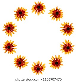Isolated vector illustration. Round floral decor or frame with heads of Black-Eyed Susan flower. Gloriosa Daisy blossom. Dwarf Marmalade. Rudbeckia hirta. 