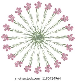 Isolated vector illustration. Round floral decor, star or mandala with branches of wild pink carnation.
