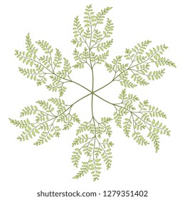 Isolated vector illustration. Round floral decor or mandala. Ornate star made of tree branches with leaves.
