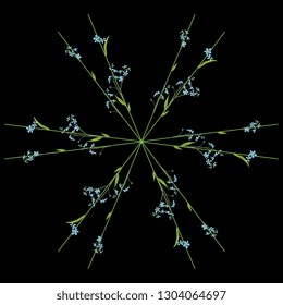 Isolated vector illustration. Round floral decor or star with forget-me-not flowers. On black background.