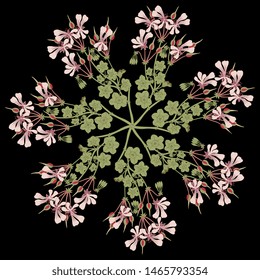 Isolated vector illustration. Round floral decor with branches of Pelargonium Peltatum flower or Cascading Geranium. On black background.