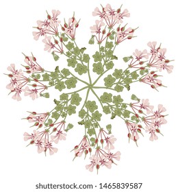 Isolated vector illustration. Round floral decor with branches of Pelargonium Peltatum flower or Cascading Geranium.