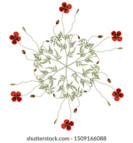 Isolated vector illustration. Round floral decor with poppy flower plants.