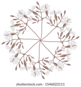 Isolated vector illustration. Round floral decor. Star or mandala with branches of white campion flower. Silene latifolia.