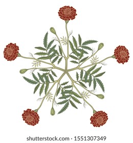 Isolated vector illustration. Round floral decor. Five point star with branches of marigold flower. (Tagétes).