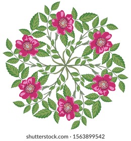 Isolated vector illustration. Round floral decor with branches of wild rose.