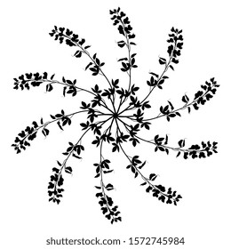 Isolated vector illustration. Round floral decor. Star or mandala with branches of Meadow Vetchling or Yellow Pea flower. Lathyrus pratensis. 
Black silhouette on white background.