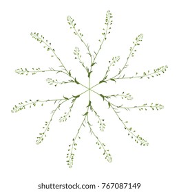 Isolated vector illustration. Round floral star made of shepherd's purse plants.
