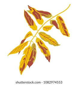 Isolated vector illustration of a rowan leaf in autumn. Flat cartoon style.