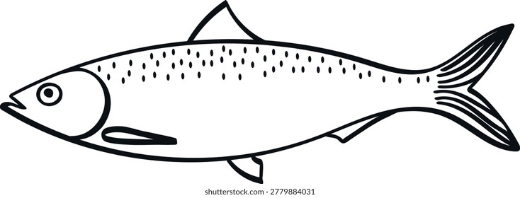 Isolated vector illustration of sardine, black and white linear sketch.