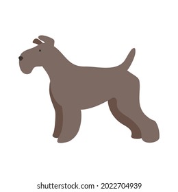 Isolated vector illustration of a Schnauzer dog