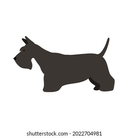 Isolated vector illustration of a Scottish terrier dog