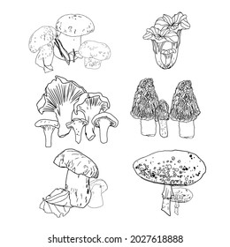 Isolated vector illustration of a set of mushrooms on a white background. Set autumn bends, leaves as a blank for the designer, logo, icon, label, eco