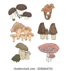 Isolated vector illustration of a set of mushrooms on a white background. Set autumn bends, leaves as a blank for the designer, logo, icon, label, eco