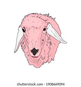 Isolated vector illustration of sheep head, lamb. Cattle illustration for restaurant, farm, harvesting for designers
