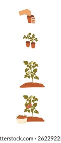 Isolated vector illustration showing hand planting seeds in pot and depicting the complete tomato growth cycle from seedling to ripe fruit. Represents gardening and agricultural concepts.