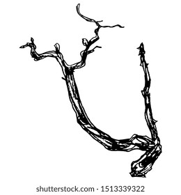 Isolated vector illustration. Silhouette of a bare tree or tree branch. Hand drawn sketch.