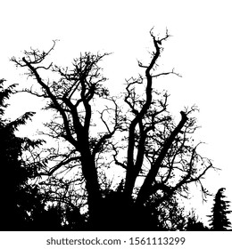 Isolated vector illustration. Silhouette of bare deciduous tree. Naked branches. Autumn or winter forest.