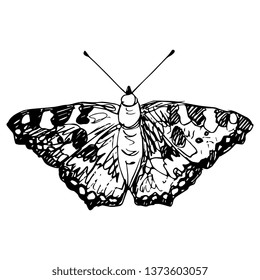 Isolated vector illustration. Silhouette of a small tortoiseshell butterfly. (Aglais urticae). Hand drawn linear doodle sketch. 