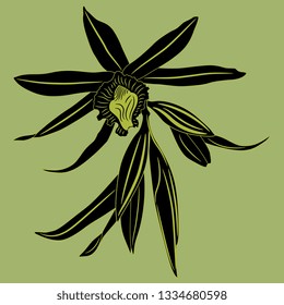 Isolated vector illustration. Silhouette of vanilla orchid flower. 