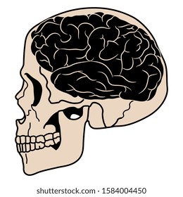 Isolated vector illustration. Silhouetted human skull in profile with brain inside.