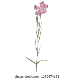 Isolated vector illustration. Single branch of wild pink carnation flower.