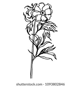 Isolated vector illustration of a single wild peony flower. Hand drawn linear sketch. Doodle style. Black silhouette on white background.
