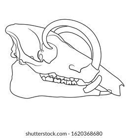 Isolated vector illustration. Skull of Babirusa. Babyrousa babyrussa. Black and white linear silhouette.