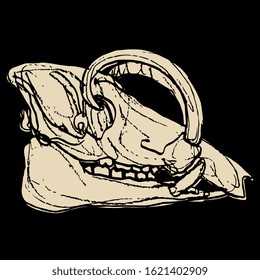 Isolated vector illustration. Skull of Babirusa. Babyrousa babyrussa. Monochrome silhouette. Hand drawn rough sketch.