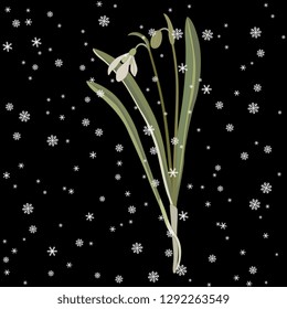 Isolated vector illustration. Snowdrop flower under snowflakes. (Galanthus nivalis). Hand drawn art. On black background.