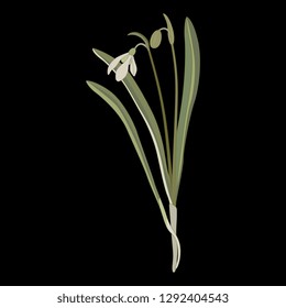 Isolated vector illustration. Snowdrop flower. (Galanthus nivalis). Hand drawn art. On black background.