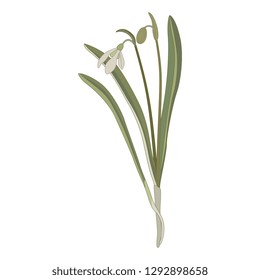 Isolated vector illustration. Snowdrop flower. (Galanthus nivalis). Hand drawn art. 