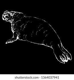 Isolated vector illustration. Southern elephant seal. (Mirounga leonina). Hand drawn ink linear sketch. White silhouette on black background.