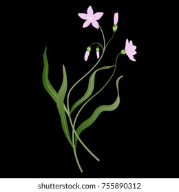 Isolated vector illustration of a Spring Beauty plant. Claytonia virginica. Wild floral motif on black background.