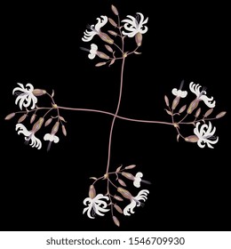 Isolated vector illustration. Square floral decor. Cross with four branches of white campion flowers. Silene latifolia. On black background.
