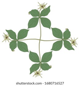 Ilustración vectorial aislada. Decoración floral cuadrada con plantas de Herb Paris. Cuadrifolia de París. El nudo de un verdadero amante. 