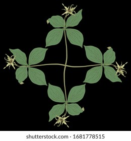 Isolated vector illustration. Square floral decor with of Herb Paris plant. Paris quadrifolia. True lover's knot. 