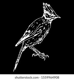 Isolated vector illustration. Steller's jay. North American bird. (Cyanocitta stelleri). Hand drawn linear sketch. White silhouette on black background.