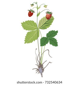 Isolated vector illustration of a strawberry plant.