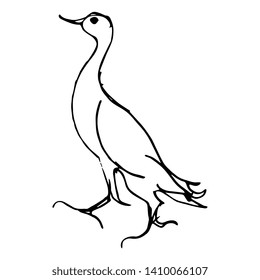 Isolated vector illustration. Stylized bird. Hand drawn linear doodle sketch. Black silhouette on white background.