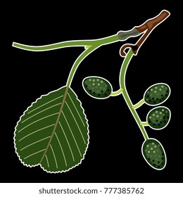 Isolated vector illustration. Stylized bough of alder tree.