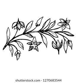 Isolated vector illustration. Stylized branch with flowers. Vintage motif. Hand drawn linear doodle sketch. Black silhouette on white background.
