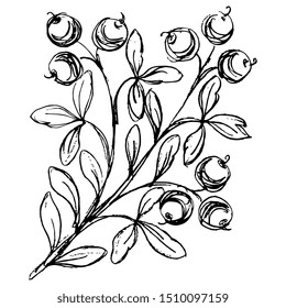 Isolated vector illustration. Stylized branch with leaves and berries. Hand drawn sketch. Black silhouette on white background.
