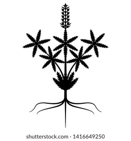 Isolated vector illustration. Stylized cannabis or hemp plant. Symmetrical black silhouette on white background.
